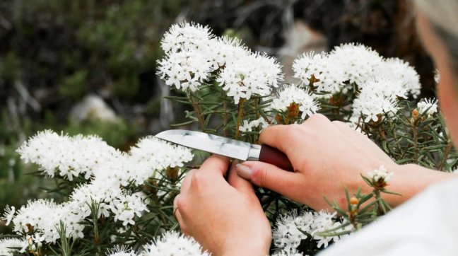 Nůž Morakniv Classic 1/0 (13603)